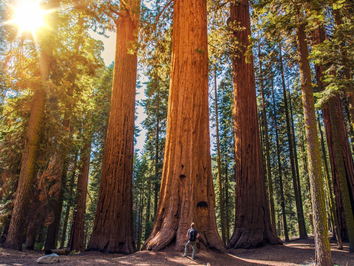 sequoia-national-park-california-usa