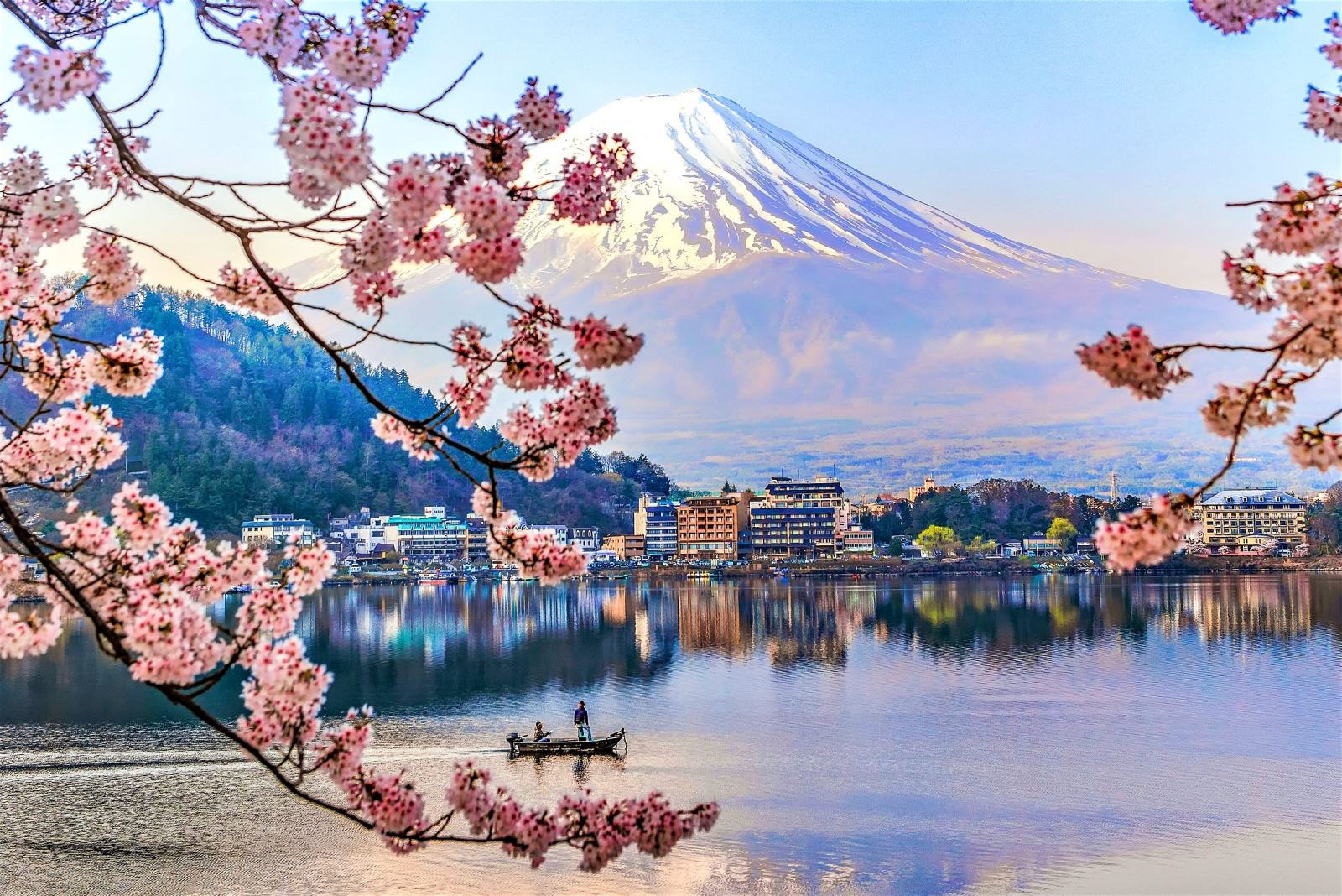 Ngỡ ngàng ngắm hoa anh đào tuyệt đẹp bao trùm núi Phú Sĩ | BLUE SKY TRAVEL