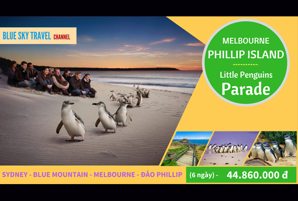 Cuộc diễu hành ấn tượng của loài chim cánh cụt đảo Phillip